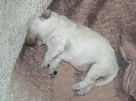 8. den: Mám týden, vážím 320g a prý jsem jako lední medvěd...